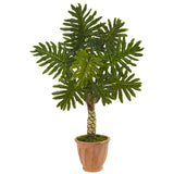 4.5' Monstera Tree in Terracotta Pot