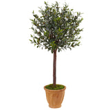 4.5' Olive Tree in Terracotta Planter