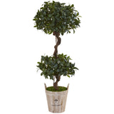 4.5' Sweet Bay Double Topiary Tree in Farmhouse Planter