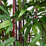 5' Bamboo Silk Tree w/Planter