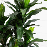 5' Dracaena Plant UV Resistant (Indoor/Outdoor)