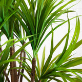 5' Dracaena Silk Tree