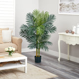 5' Golden Cane Palm Tree