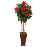 5' Hibiscus Tree in Decorated Wooden Planter