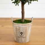 5' Olive Tree in Farmhouse Planter