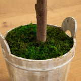 5' Olive Tree in Farmhouse Planter
