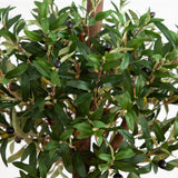 5' Olive Tree in Farmhouse Planter