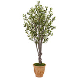 5' Olive Tree in Terracotta Planter