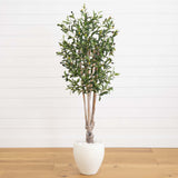 5' Olive Tree in White Oval Planter