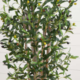 5' Olive Tree in White Oval Planter