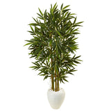 5.5' Bamboo Tree in White Oval Planter
