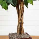 5.5' Ficus Tree w/Bamboo Planter