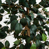 5.5' Ficus Tree w/Bamboo Planter