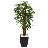 5.5' Raphis Plam Tree in Black Planter