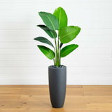 5.5' Traveler's Palm Artificial Tree in Gray Planter