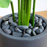 5.5' Traveler's Palm Artificial Tree in Gray Planter