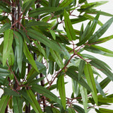 6' Bamboo Silk Tree w/Planter