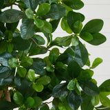 6' Black Olive Silk Tree