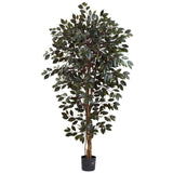 6' Capensia Ficus Tree x 3 w/1008 Lvs