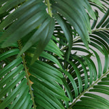 6' Curvy Parlor Palm Silk Tree