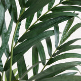 6' Kentia Palm Tree