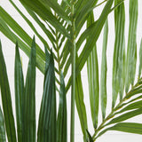 6' Kentia Tree w/Bamboo Planter