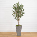 6' Olive Tree in Stone Planter