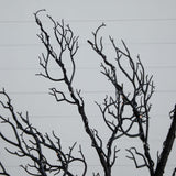 6' Pre-Lit Halloween Minimalist Twig Artificial Fall Tree with 320 Orange & Purple LED Lights