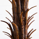 6' Robellini Palm Tree