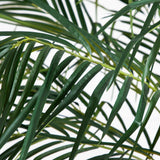 6' Robellini Palm Tree