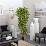 6' Variegated Ficus Tree