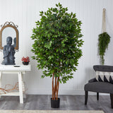 6.5' Deluxe Ficus Tree