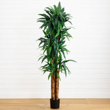 6.5' Dracaena Tree