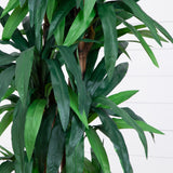 6.5' Dracaena Tree