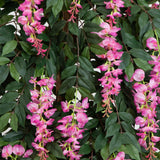 6.5' Wisteria Silk Tree