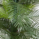 7' Double Robellini Palm Tree UV Resistant (Indoor/Outdoor)