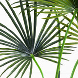 7' Fan Palm Tree UV Resistant (Indoor/Outdoor)