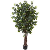 7' Sakaki Silk Tree