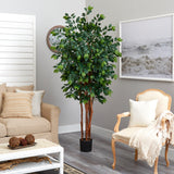 7' Sakaki Silk Tree