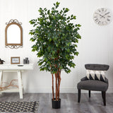 7' Sakaki Silk Tree