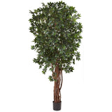 7.5' Lychee Silk Tree