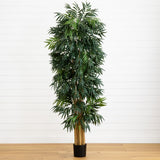 7.5' Phoenix Palm Tree