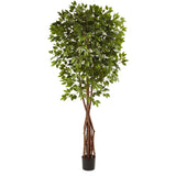 7.5' Super Deluxe Ficus Tree