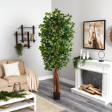7.5' Super Deluxe Ficus Tree