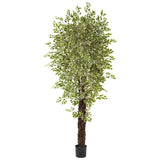 7.5' Variegated Mini Ficus Silk Tree