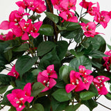 Bougainvillea Tree with European Barrel Planter