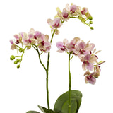 Raspberry Orchid Elegance Arrangement